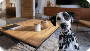 Indoor camera view of Dalmatian dog looking at the camera