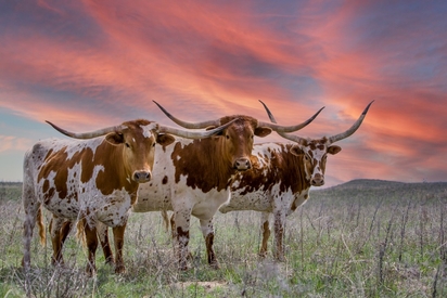 Longhorn steers.