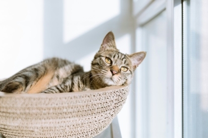 A cat sitting in a basket by a window.
