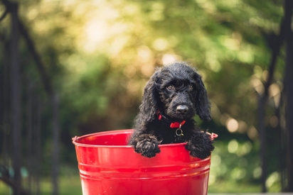 A cute black dog.