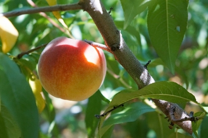 A ripe Georgia peach.