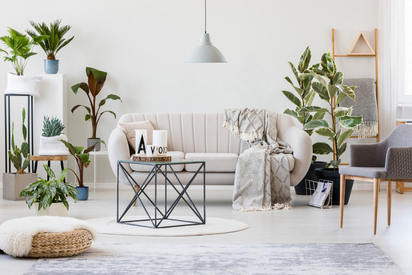 Living room with many houseplants. 