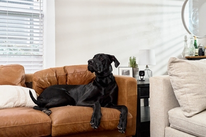 Dog sitting on a couch next to a Vivint Indoor Camera Pro.