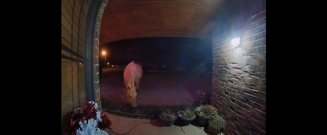 Horse caught on Vivint doorbell camera