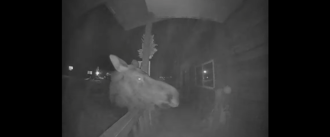 Moose caught on a Vivint camera.